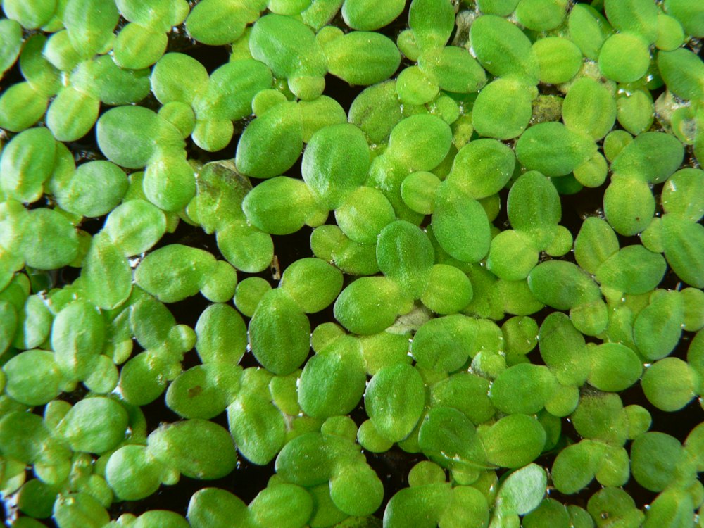 Duckweed fronds at the water surface