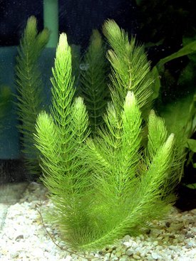 Coontail’s dense underwater stems