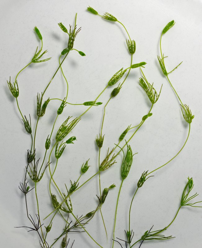 Chara globularis specimen
