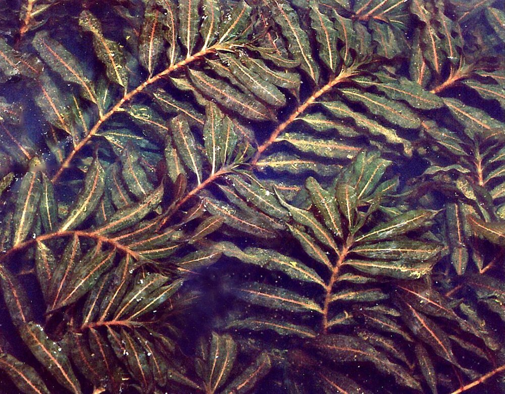 Curled, crinkled pondweed leaves