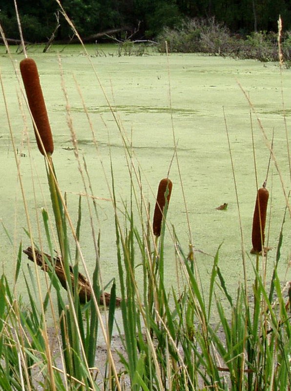 Cattails growing at the water’s edge