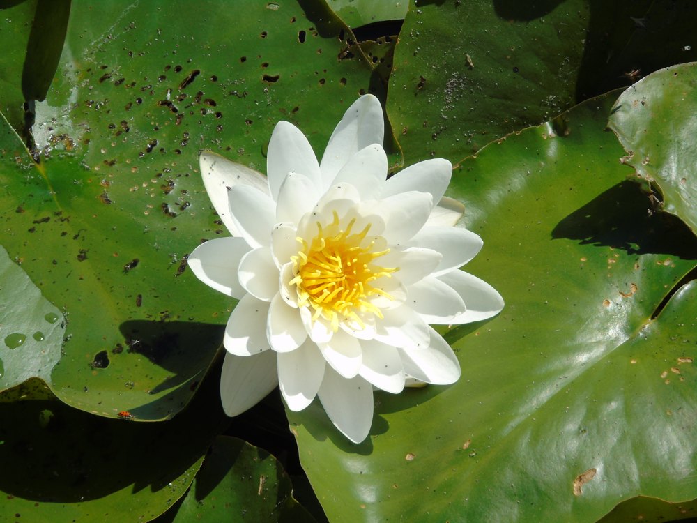 White water lily, Nymphaea alba