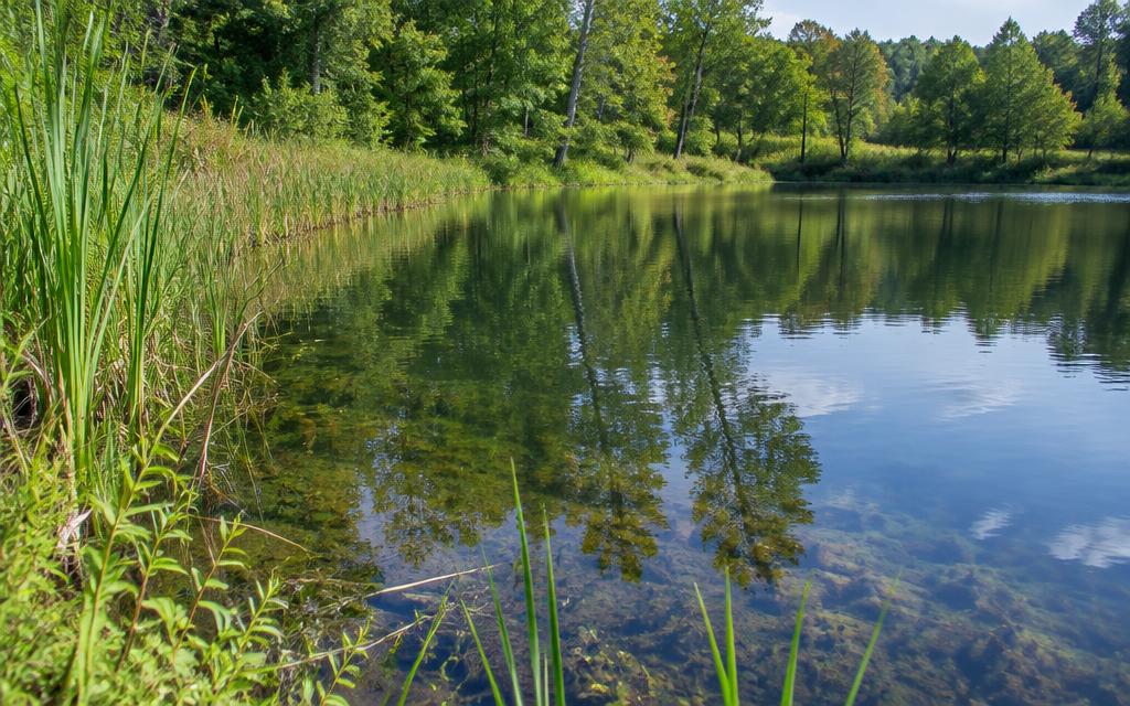 Illustrative pond & lake management scene